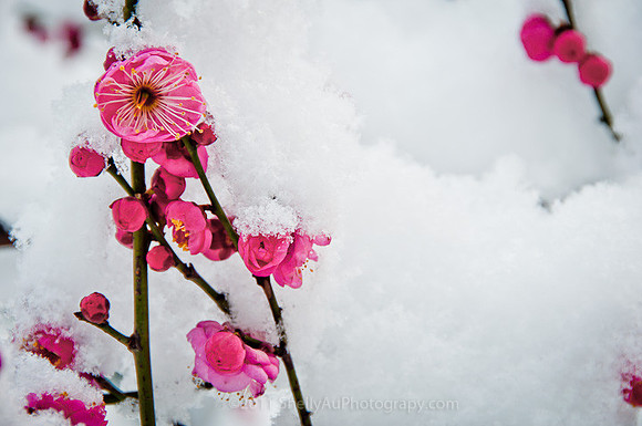 Plumb Blossoms Flowers in Snow
