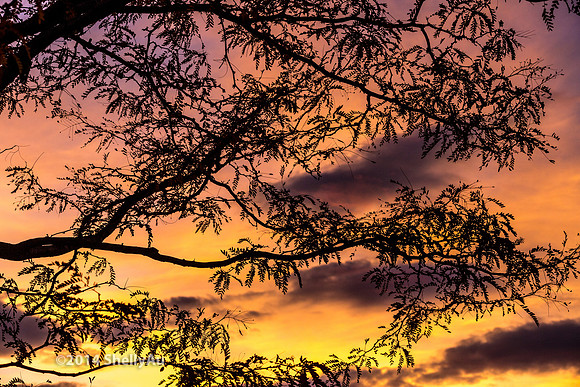 20141101_byShellyAu_6554