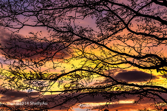 20141101_byShellyAu_6550