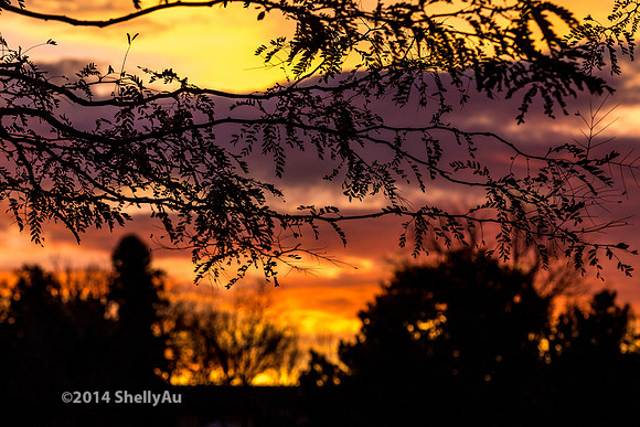 20141101_byShellyAu_6553