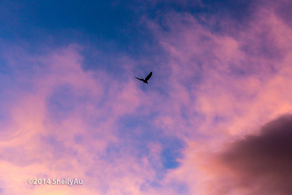 20141101_byShellyAu_6555