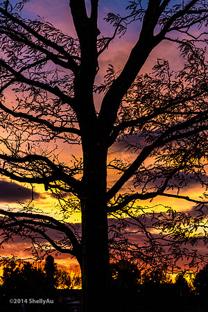 20141101_byShellyAu_6549