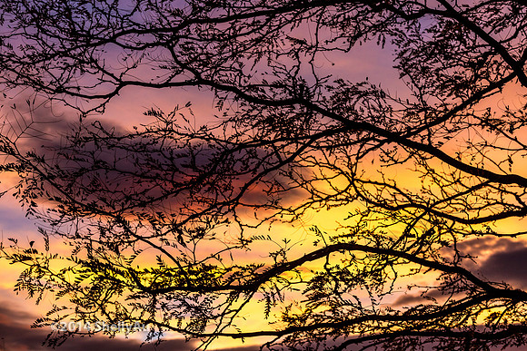 20141101_byShellyAu_6551