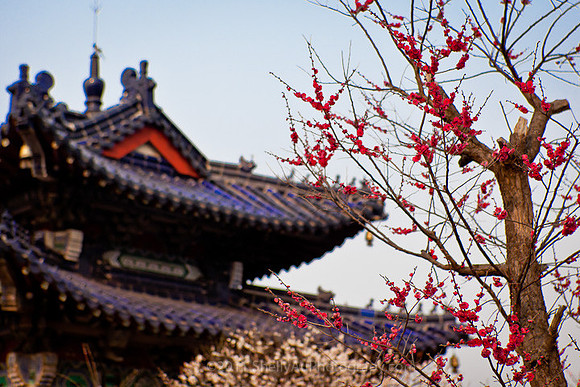 Plum Blossoms in front of a Pagoda