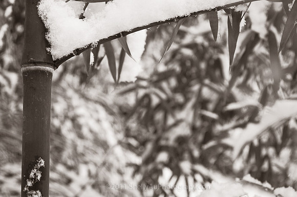 Bamboo in Snow_1772